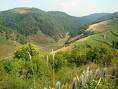 Tinutul Padurenilor, fonduri UE, diversificare, PNDR Tinutul Padurenilor, fonduri UE, diversificare, PNDR
